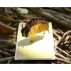 CUTPOPUP Birthday Card Pop Up, Fathers Day Card, 3D Greeting Card (Bison)(Bison)