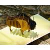 CUTPOPUP Birthday Card Pop Up, Fathers Day Card, 3D Greeting Card (Bison)(Bison)