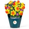 CUTPOPUP Birthday Card Pop Up, 6″x8″, Mothers Day, 3D Greeting Paper Flower Card (Bouquet of Yellow Narcissus)