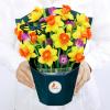 CUTPOPUP Birthday Card Pop Up, 6″x8″, Mothers Day, 3D Greeting Paper Flower Card (Bouquet of Yellow Narcissus)