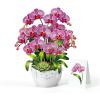 CUTPOPUP Iris Bouquet, Birthday Card Pop Up, 8.5″x7″, Mothers Day, 3D Greeting Paper Flower Card (Bouquet of Iris) FL202US(Orchid Bouquet-8.5x7in)