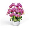 CUTPOPUP Birthday Card for Women, Mothers Day Card Pop Up, 3D Birthday Greeting Gift for Mom, Grandma, Women (Mother Queen) AN181US(Orchid Bouquet-8.5x7in)
