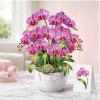 CUTPOPUP Birthday Card for Women, Mothers Day Card Pop Up, 3D Birthday Greeting Gift for Mom, Grandma, Women (Mother Queen) AN181US(Orchid Bouquet-8.5x7in)