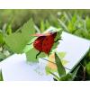 CUTPOPUP Ladybug Card Pop Up, 3d Birthday Card Pop Up For Grandma, Mom, Mother In Law, Daughter- Great On Birthday, Mother’s Day, Christmas, New Year(Ladybug Pop Up Card)